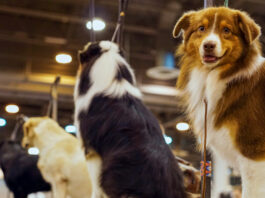 Four dogs sitting on grooming platforms with one looking toward the camera