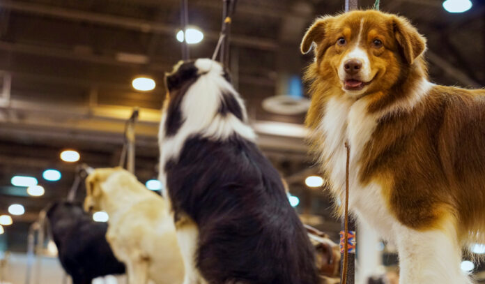 Four dogs sitting on grooming platforms with one looking toward the camera