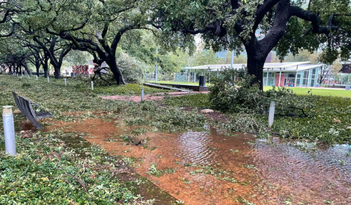 A flooded walkway covered in small branches, lined by oak trees that show damage