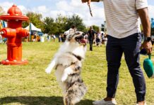 Plan Your Weekend: November 7 to 10, 2024